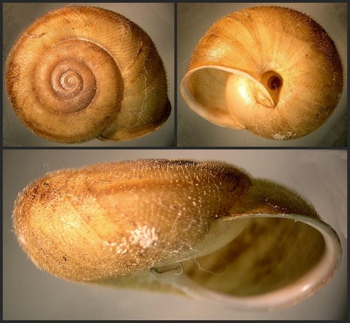 Chilostoma (Campylea) in Italia